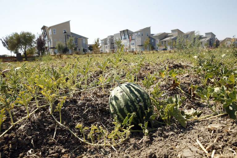 Welcome to the agrihood: Farm-to-tableau living in Davis